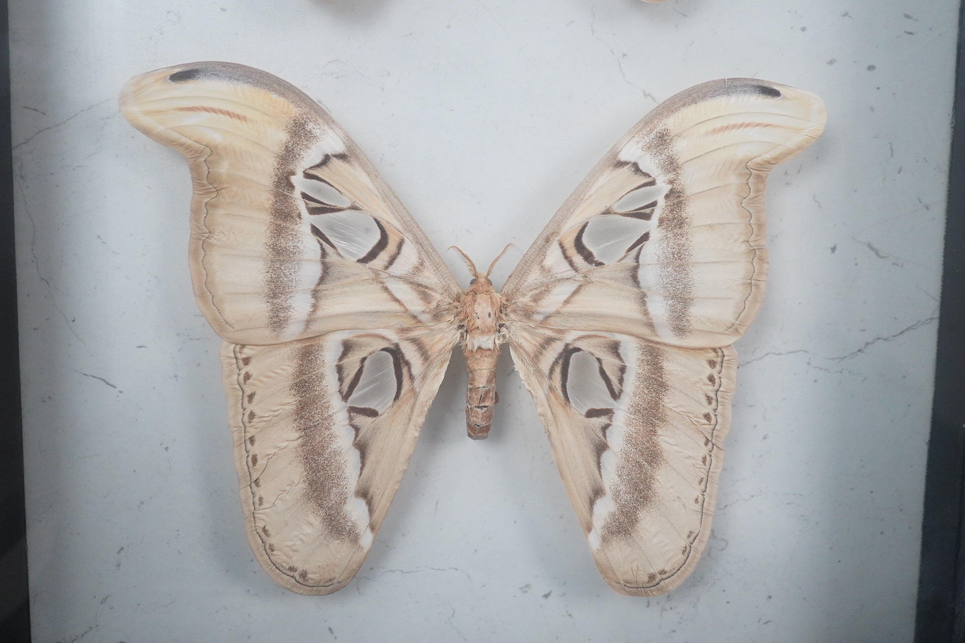 A collection of four cased taxidermy insects; the male and female Atlas Moths, 38.5cm x 31cm x 5.5cm, a Praying Mantis, a Harlequin beetle, and a Scorpion, all mounted in black painted frames, with glazed front and back